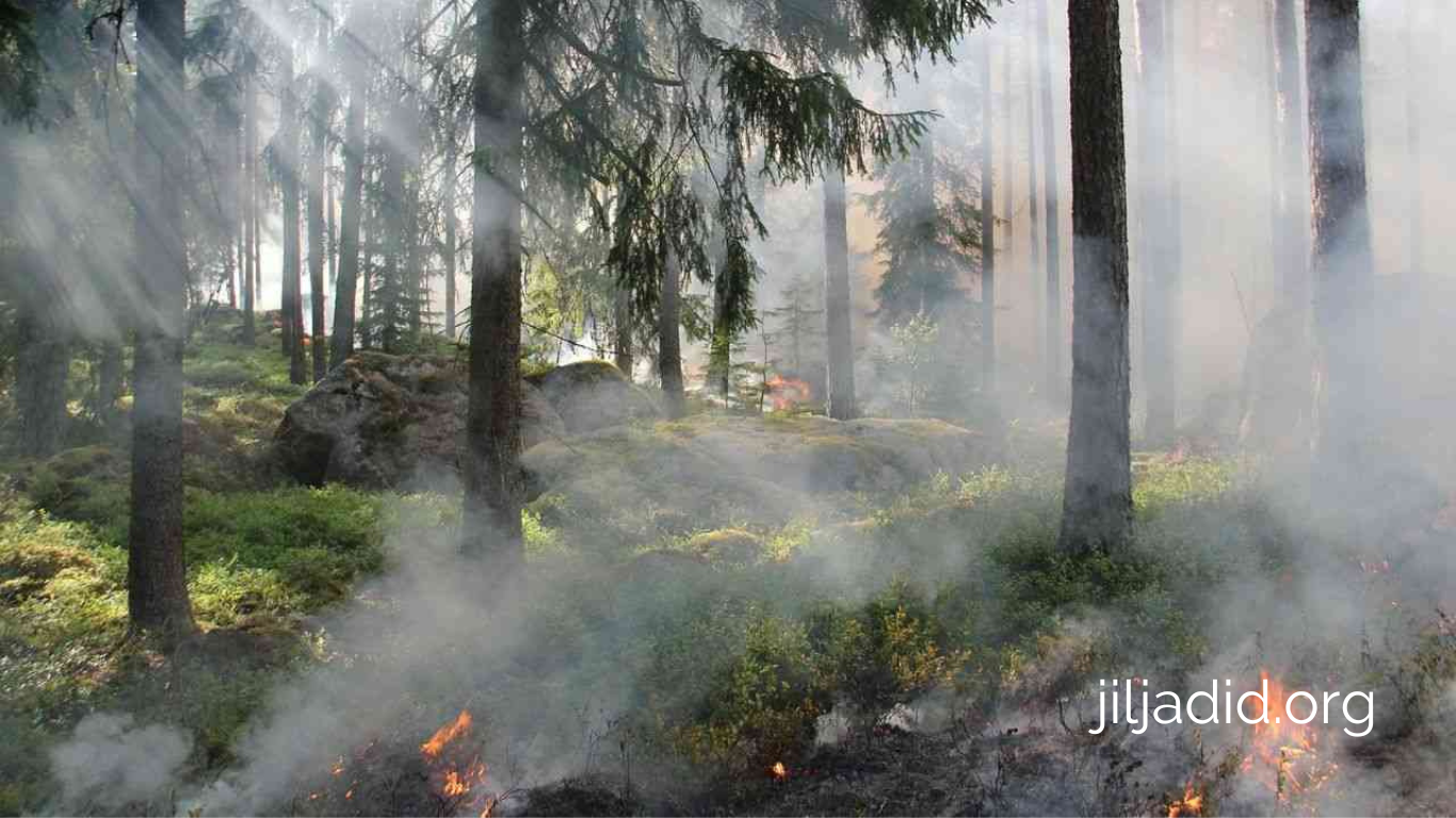 الغطاء الغابي و ظاهرة حرائق الغابات